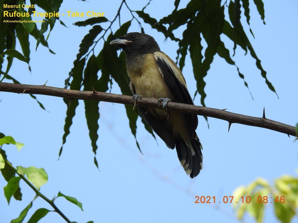 Rufous Treepie (67) Coming Soon